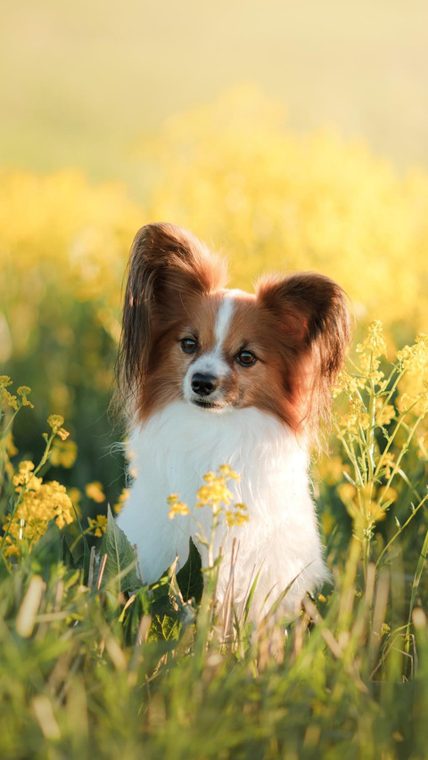 Dog45 screenshot