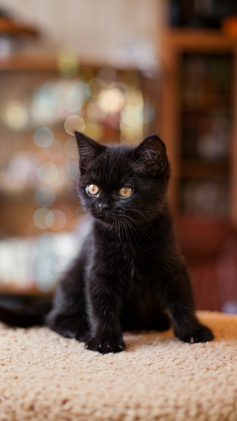 A Cute Black Cat Sitting on The Blanket screenshot