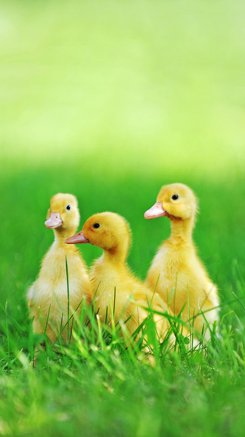 Cute duck-01 screenshot
