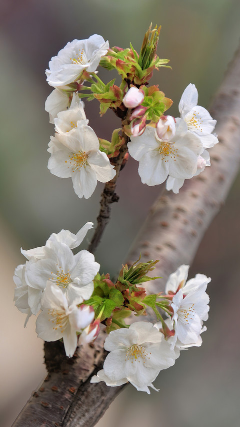 Blooming cherry blossoms screenshot