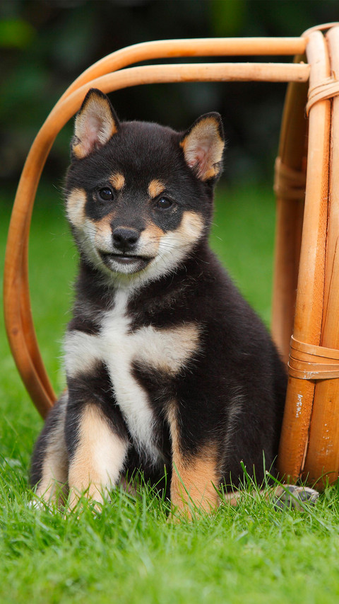 A 9weekold shiba inu puppy screenshot