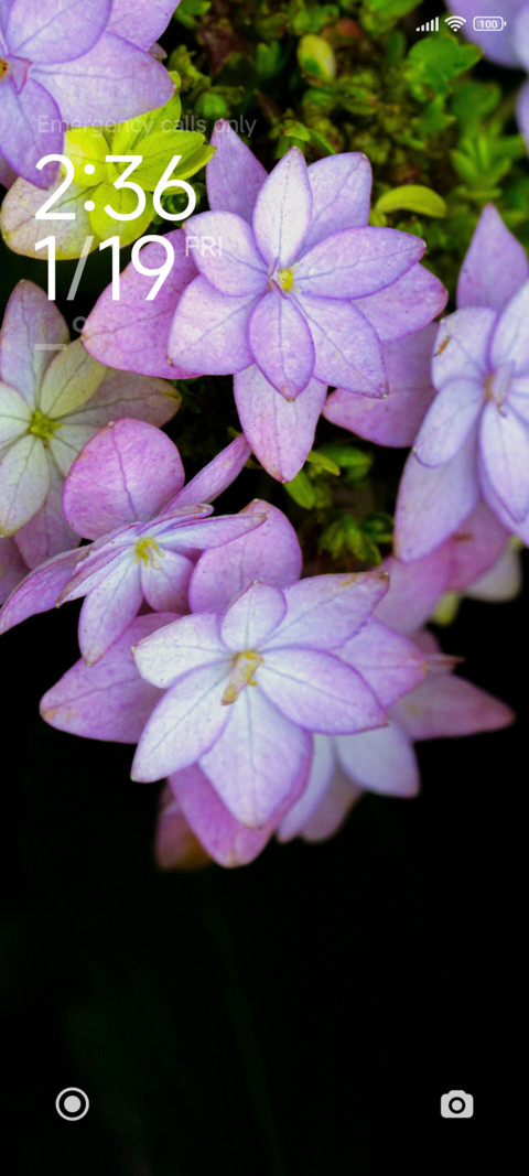 Wild Flower screenshot