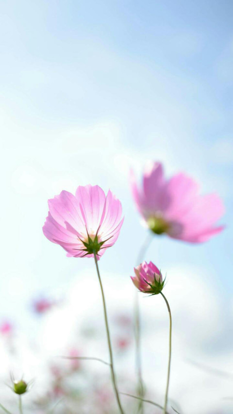 小清新 screenshot