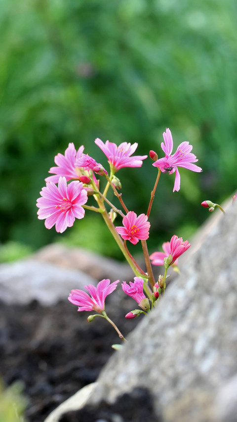 Potted flowers popular in Europe and America 69 screenshot