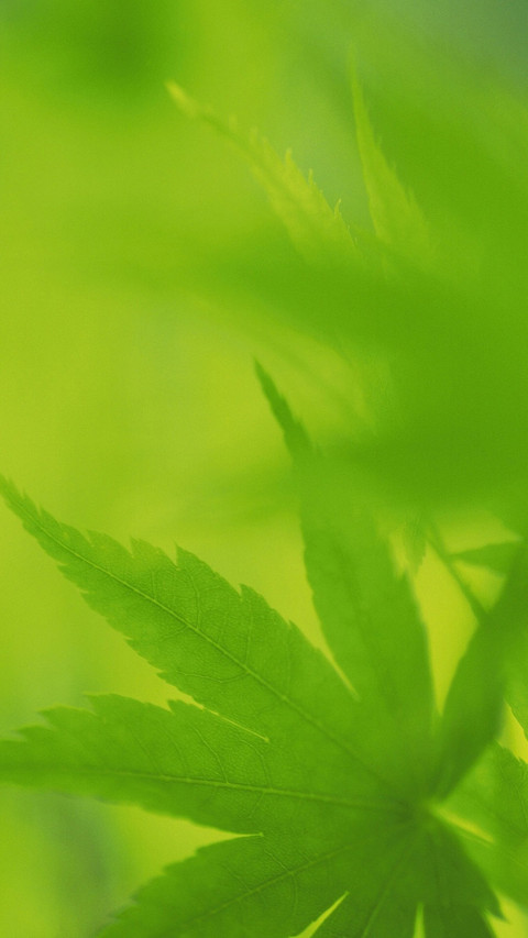 绿色护眼植物 screenshot