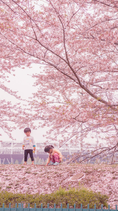 Cherry Blossom Season screenshot