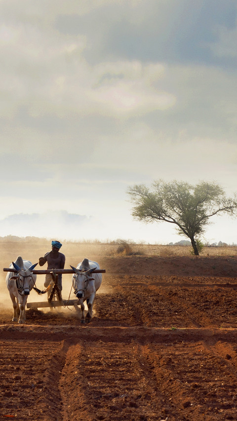 India-agriculture screenshot
