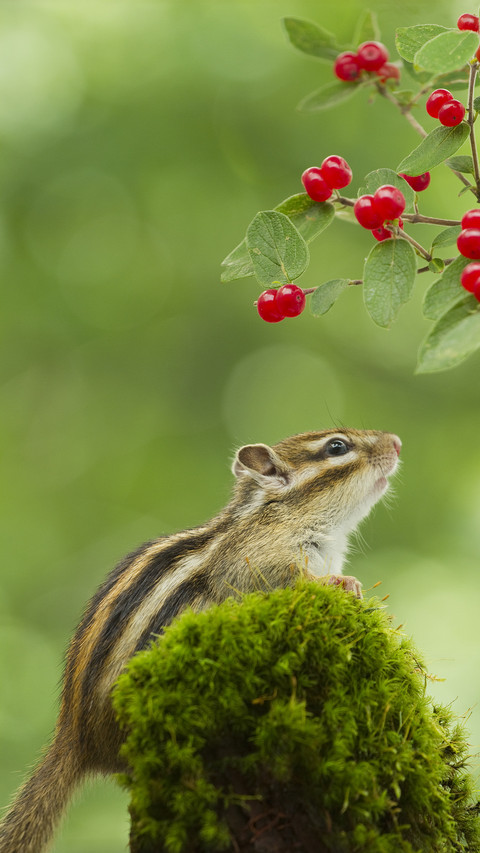 Some of the laziest animals in the world 82 screenshot