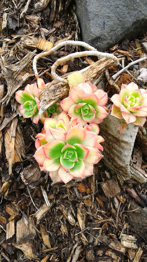 plant (13) screenshot