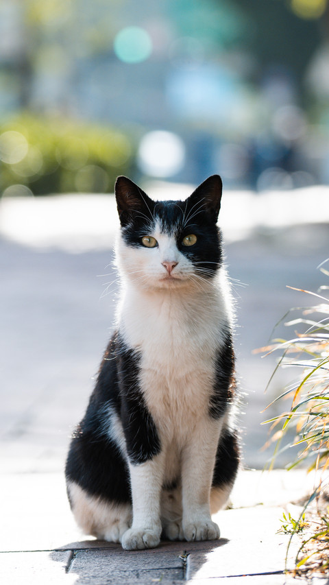 How to reduce the stress risk of cats screenshot