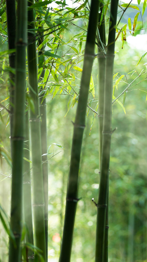 A bamboo forest shrouded in thick fog screenshot
