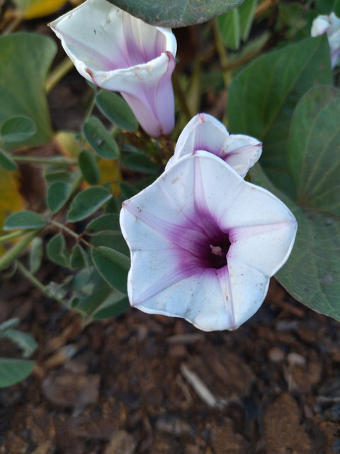 pink and white flower screenshot