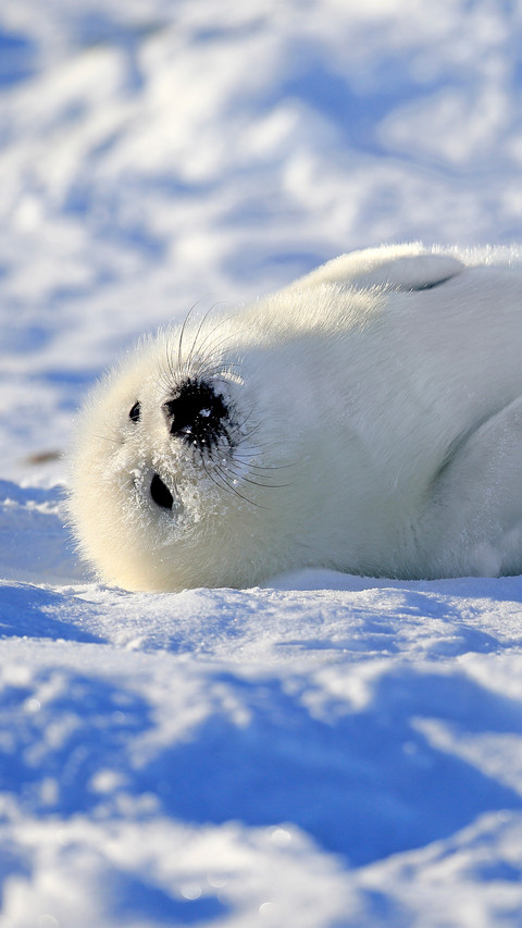 A greenland seal turning over screenshot
