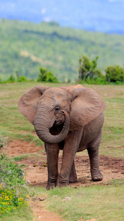 How good is an elephants memory 47 screenshot