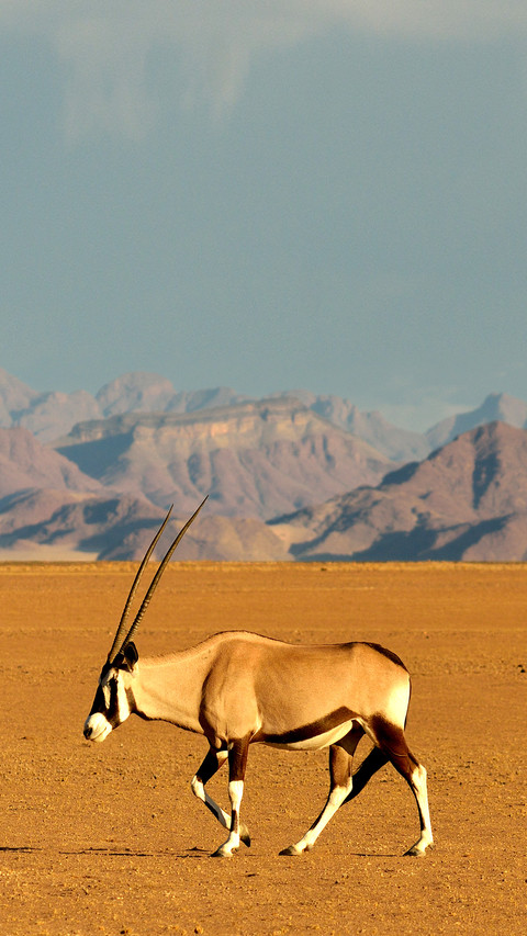 Gemsbok, gemsbuck or South African oryx from Namibia screenshot