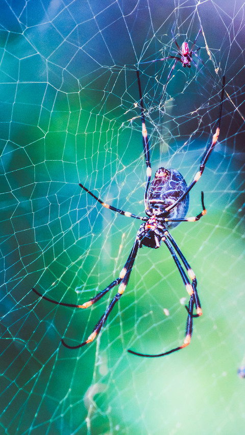 international_spider screenshot