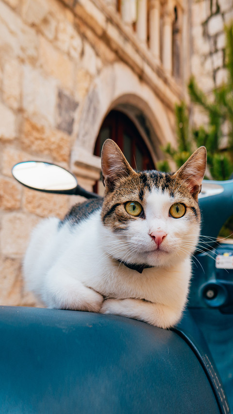 Cats in Istanbul 9 screenshot