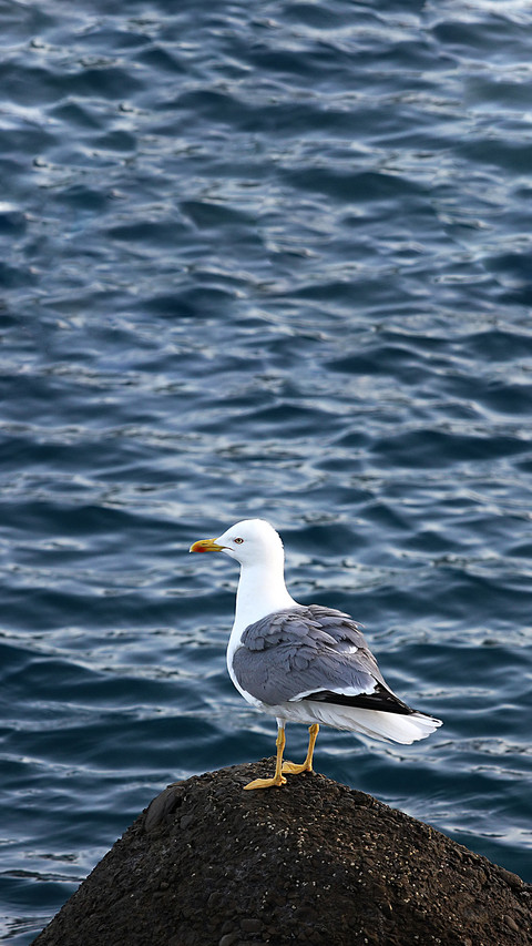 Standing seagull-02 screenshot
