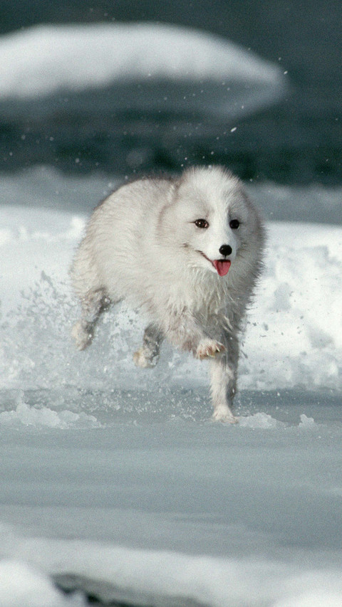 Snow elf arctic fox screenshot