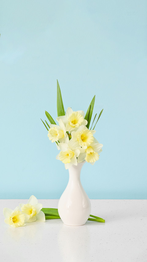 Vase with beautiful daffodils on table screenshot