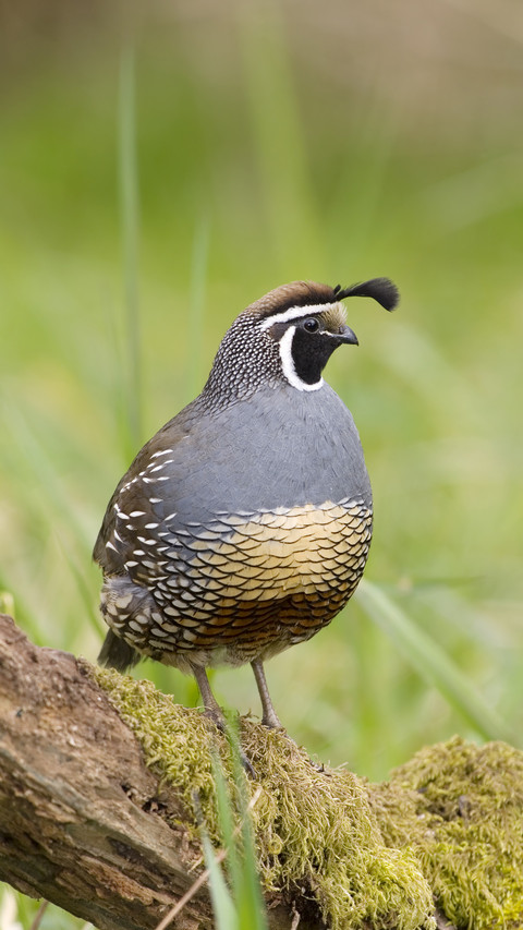 California quail callipepla californica canada screenshot