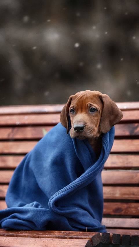 Are dogs afraid of the cold 19 screenshot