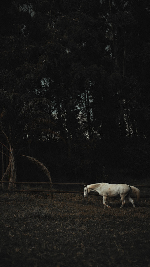 Horses4 screenshot