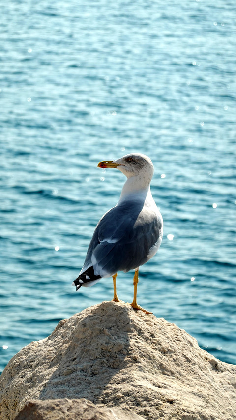 A seagull in Nice, the French Riviera screenshot