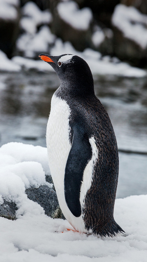 A Penguin Standing in The Snow screenshot