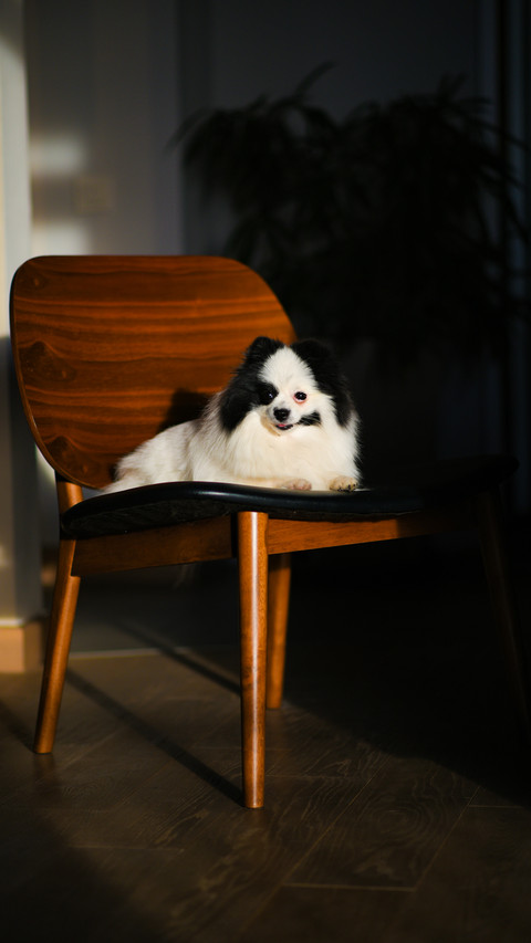 Little black and white spitz in the apartment screenshot