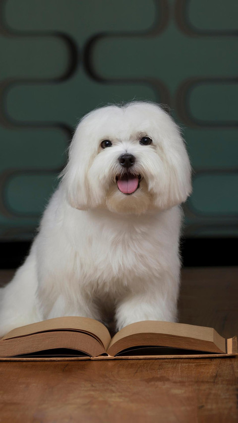 Dog113 screenshot
