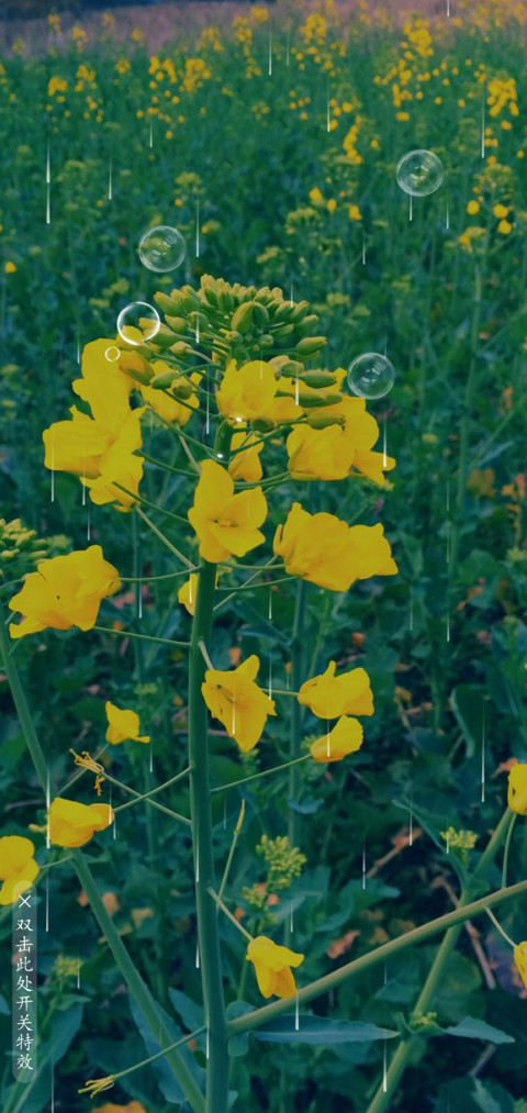暖春 screenshot