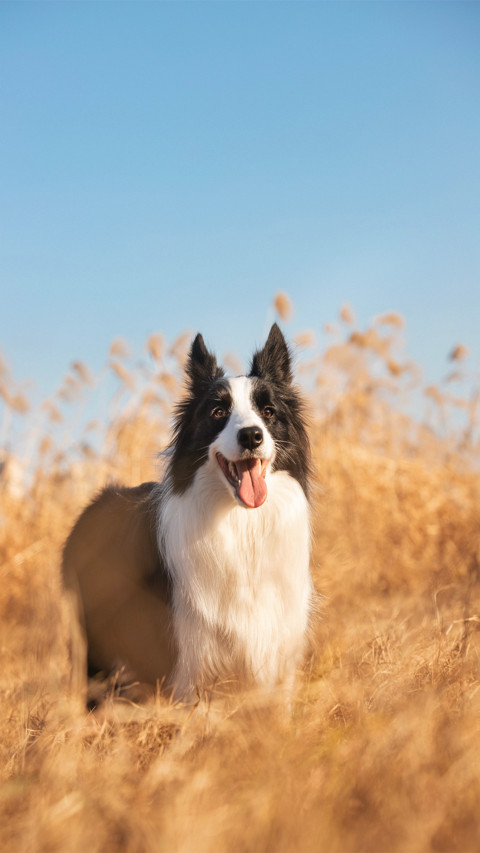 Dog screenshot