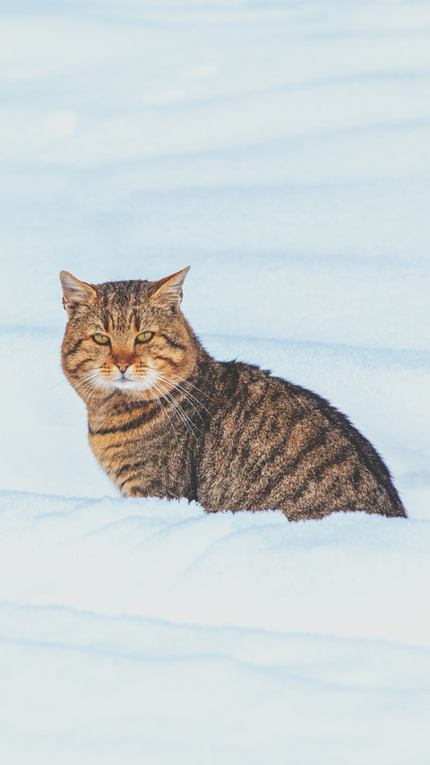 Covered with snow cat screenshot