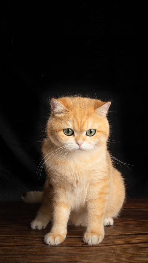 What to do if a cat catches a cold screenshot