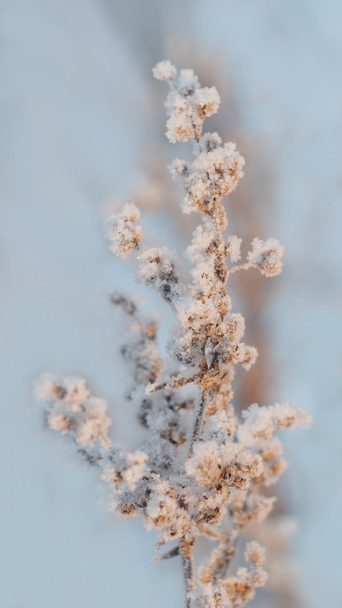 Winter frost-02 screenshot