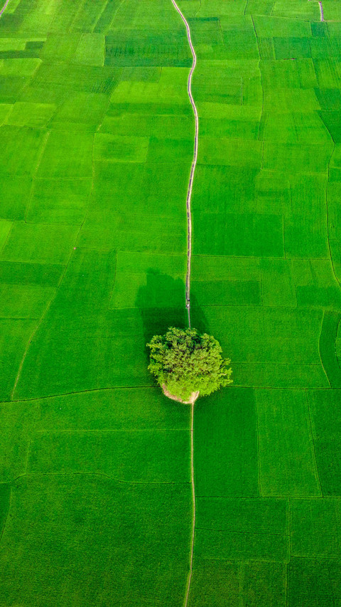 Scenery of rice fields in Bangladesh screenshot