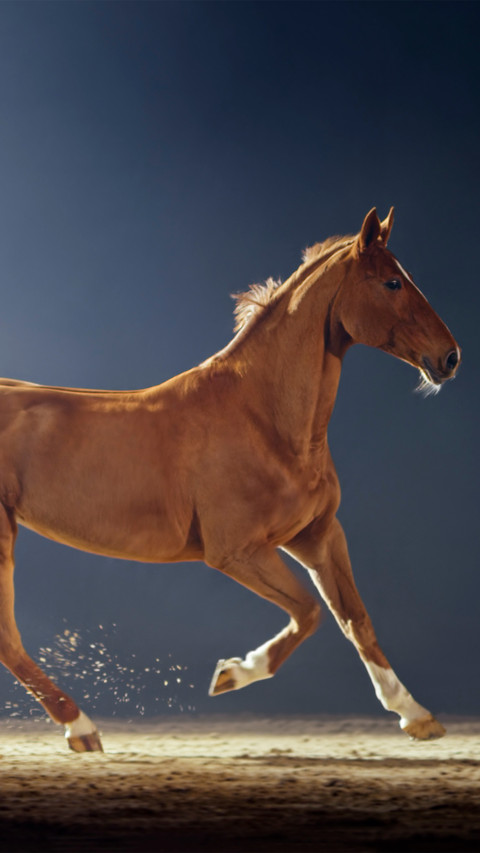 A brown horse running in the riding gym screenshot