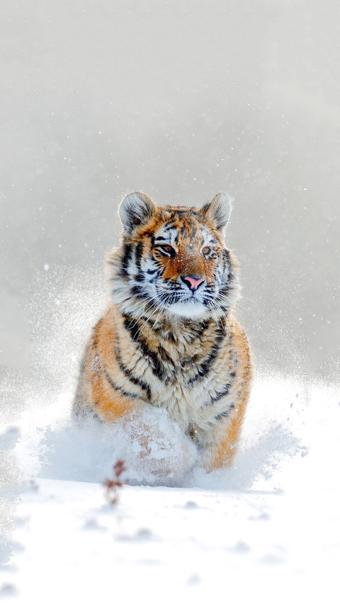 Mammal running in the snow screenshot