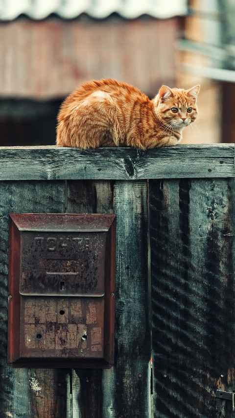 猫咪也会压抑 screenshot