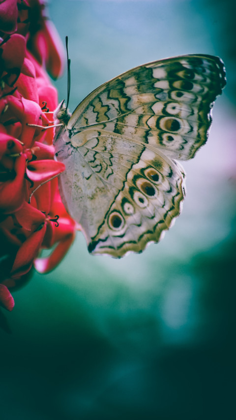 Butterfly (12) screenshot