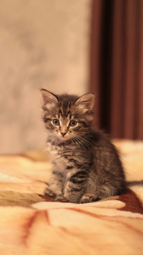 Pretty little kitty screenshot