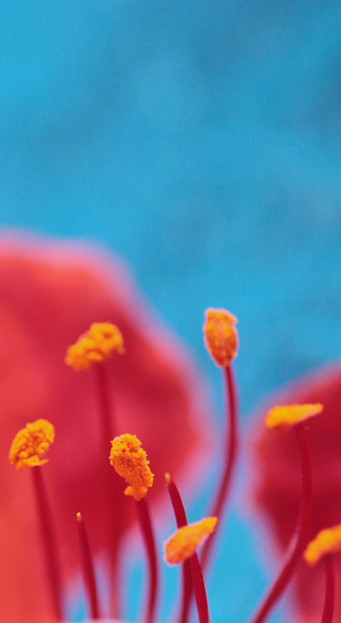 Macro Photography (7) screenshot