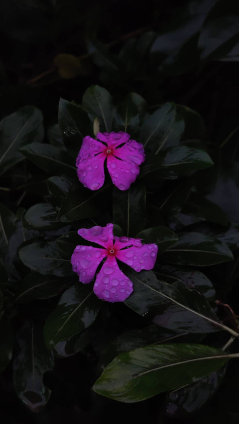 Pinkflow screenshot