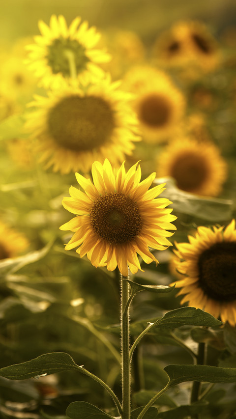 Sunflowers in Sun screenshot