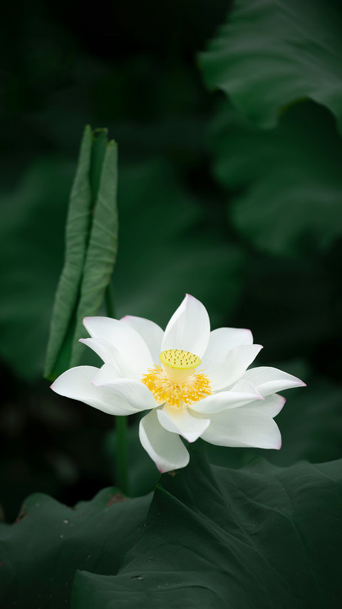 荷花是白天开晚上闭吗 screenshot