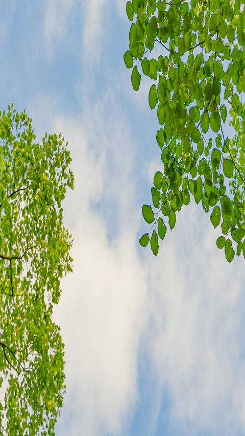 Green leaves and white clouds screenshot