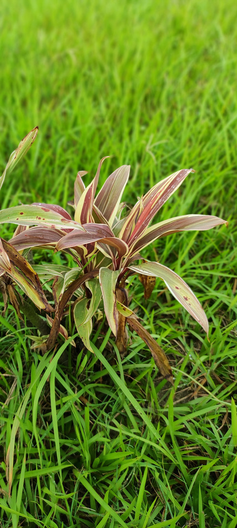 Nature_Besutiful_Plant1 screenshot