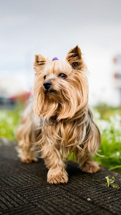 Yorkshire terrier 2 screenshot
