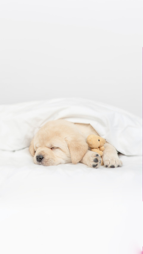 A Puppy Sleeps under White Warm Blanket screenshot